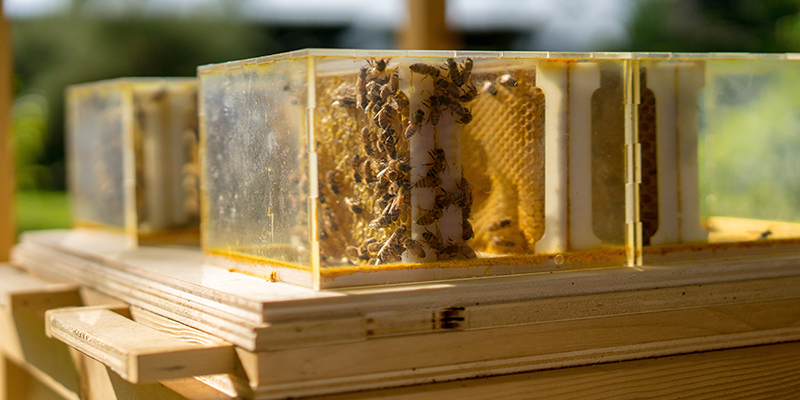 Bees