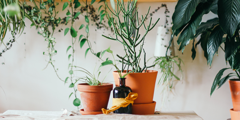 Different plants in drawing room